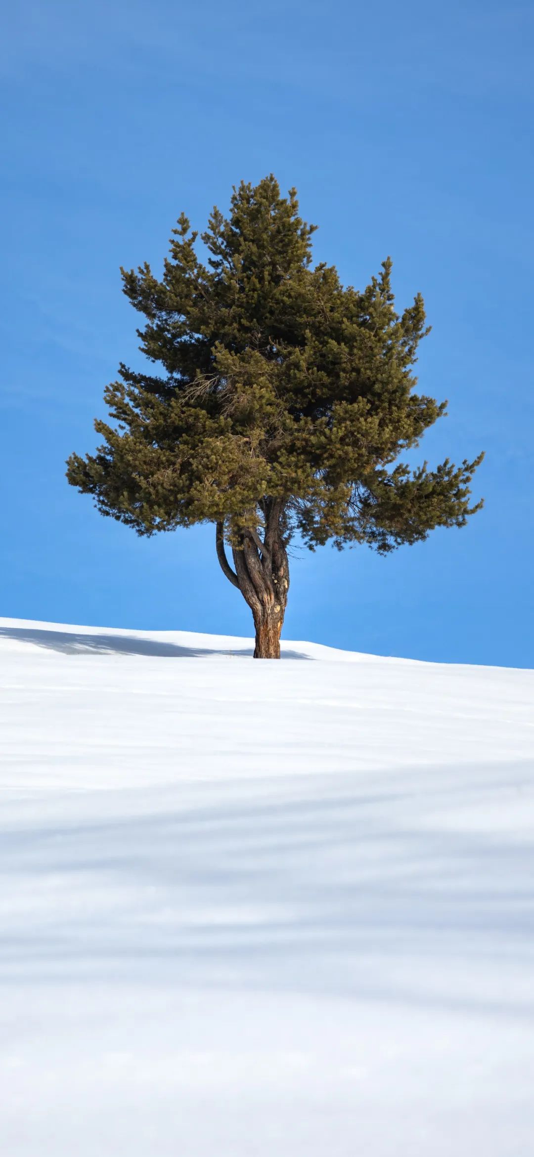 2024白雪皑皑的冬季自然风景手机壁纸图片
