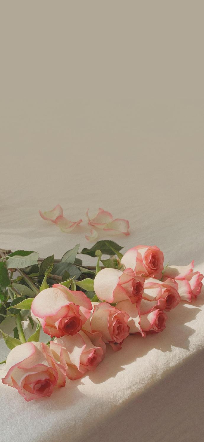 好看的各色玫瑰手机壁纸高清图片2023最新款花朵