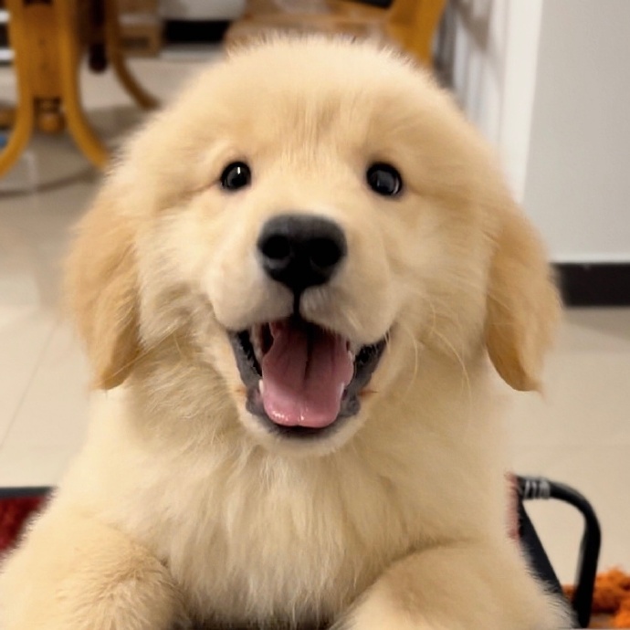 笑容治愈的开朗小金毛幼犬头像图片