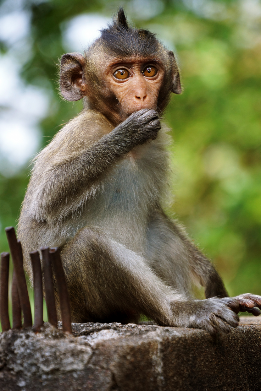 猴子图片-唯美调皮可爱的猴子图片大全