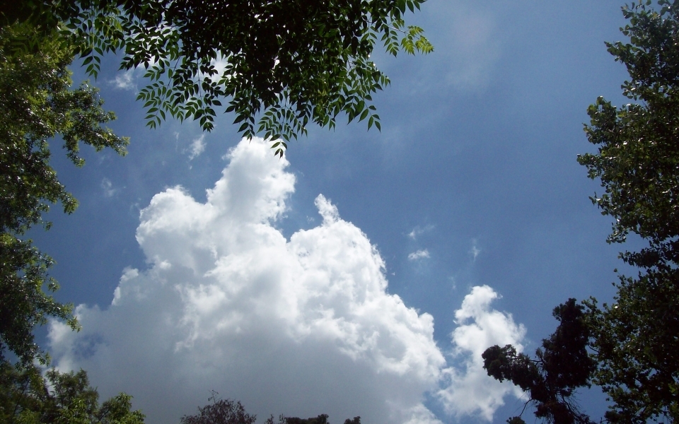 唯美树叶与天空意境蓝天白云风景照片图片