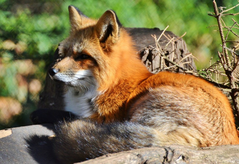 狐狸图片-唯美狡猾聪明的狐狸图片大全