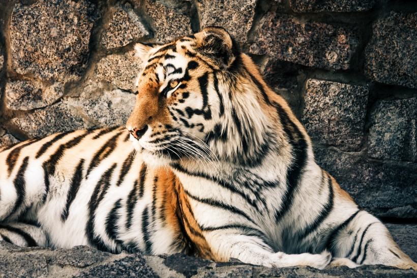 百兽之王老虎图片-好看威武凶猛的百兽之王老虎