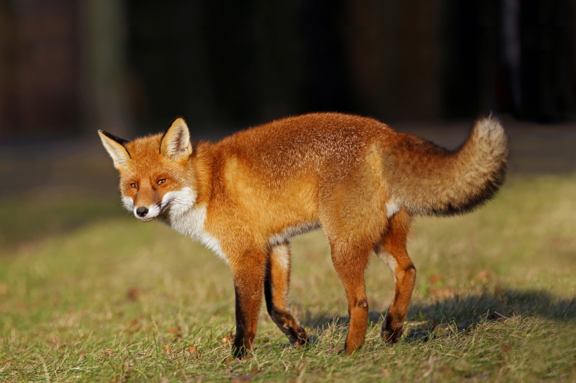 尖嘴狐狸图片-漂亮的狡猾的尖嘴狐狸图片大全