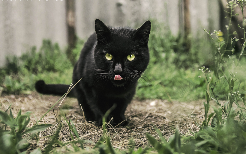 猫咪图片-好看黑色的猫咪图片大全