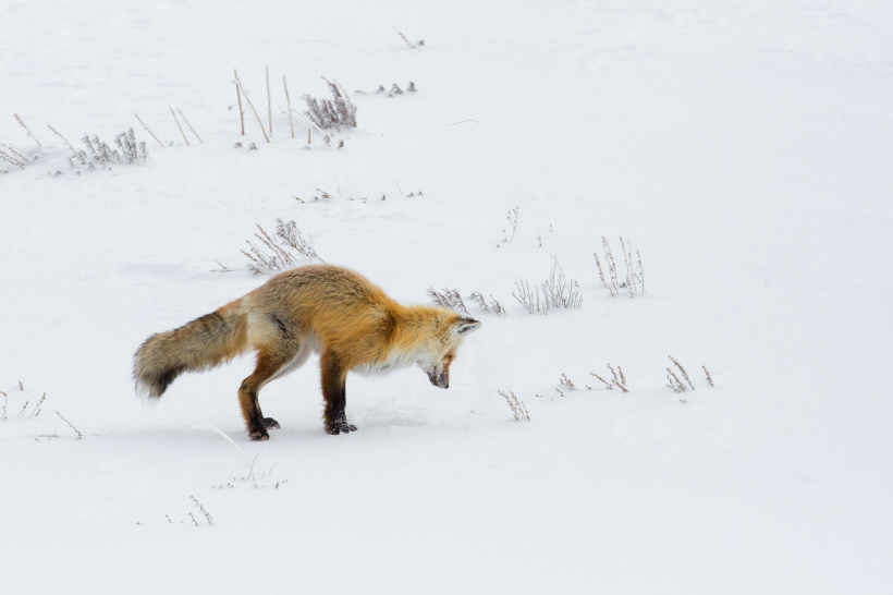 尖嘴狐狸图片-唯美雪地里的尖嘴狐狸图片大全