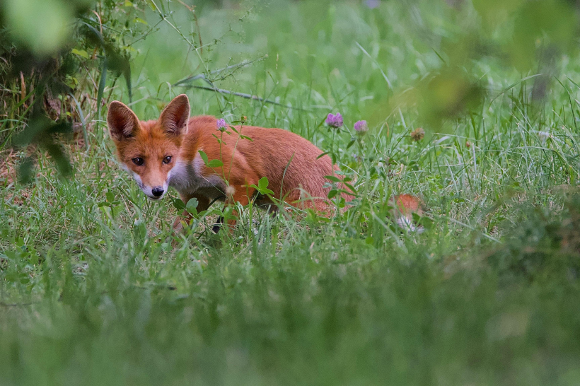 尖嘴狐狸图片-漂亮的狡猾的尖嘴狐狸图片大全