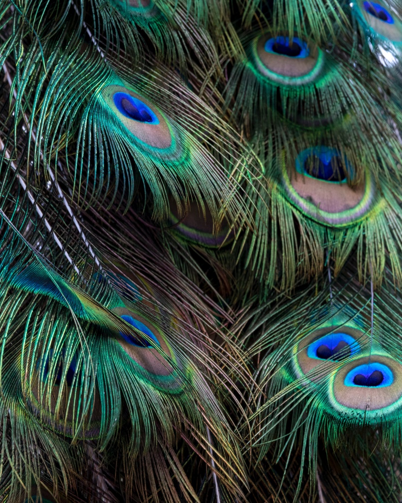 孔雀羽毛图片-漂亮的光鲜的孔雀羽毛图片大全