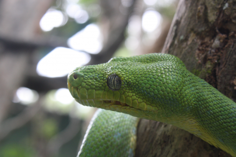 毒蛇图片-唯美绿色的毒蛇图片大全