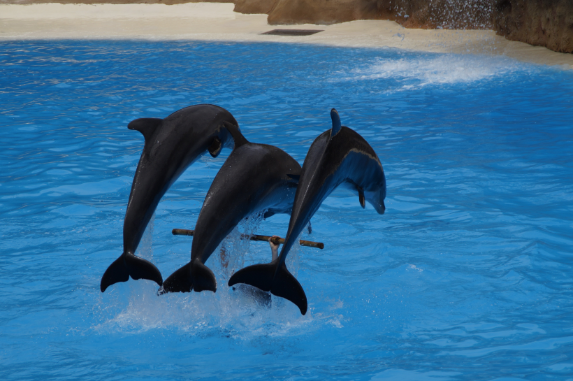 海豚图片-唯美露出水面的海豚图片大全