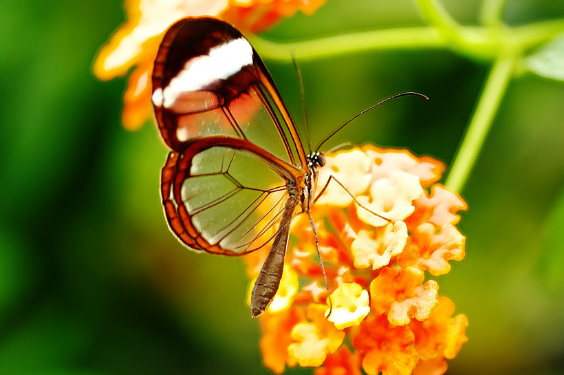 蝴蝶图片-唯美采花蜜的蝴蝶图片大全