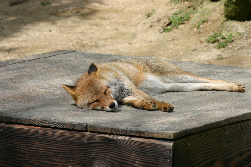 狐狸图片-唯美在睡觉的狐狸图片大全