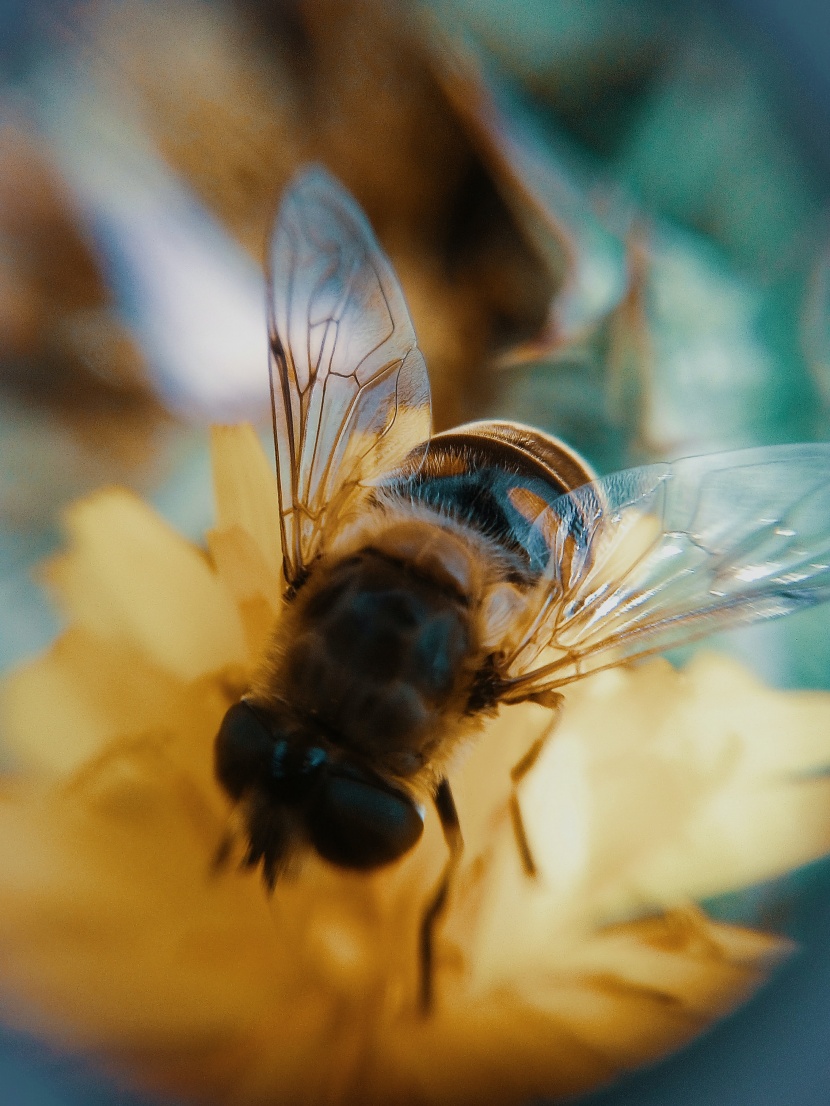 蜜蜂图片-好看辛勤劳动的蜜蜂图片大全