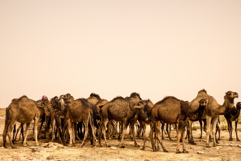 骆驼图片-唯美沙漠里的骆驼图片大全