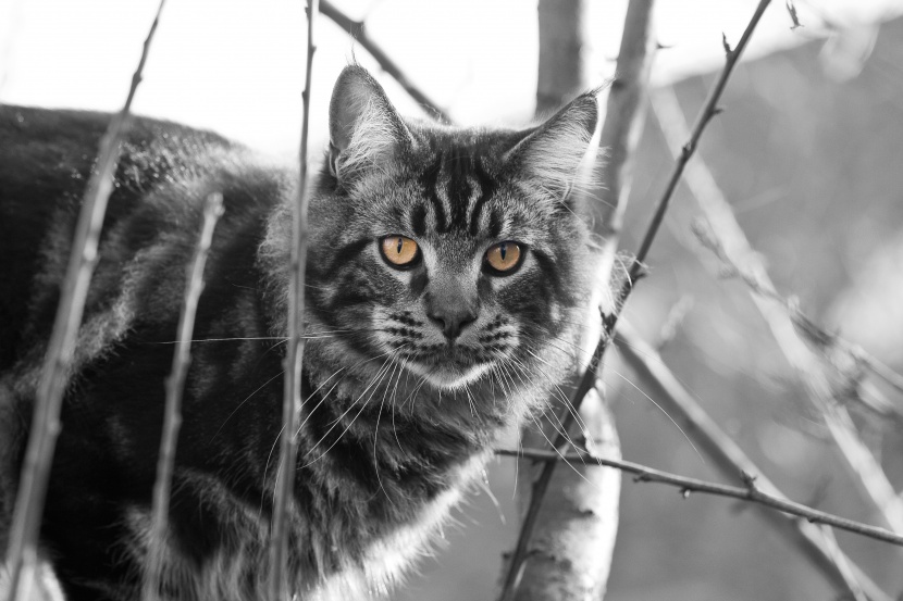 缅因库恩猫图片-唯美勇敢机灵的缅因库恩猫图片