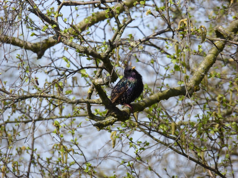 紫翅椋鸟图片-唯美树枝上的紫翅椋鸟图片大全
