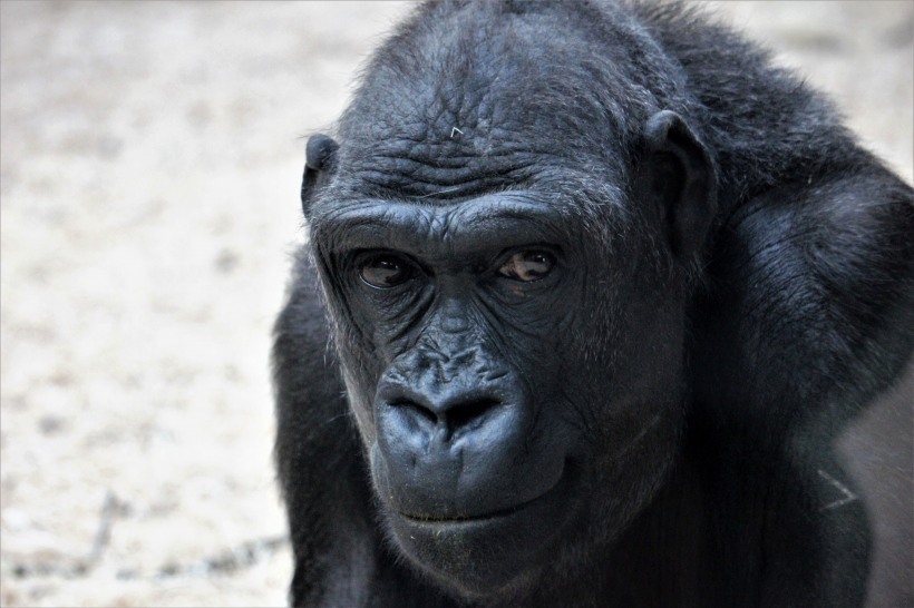 大猩猩图片-唯美呆萌可爱的大猩猩图片大全