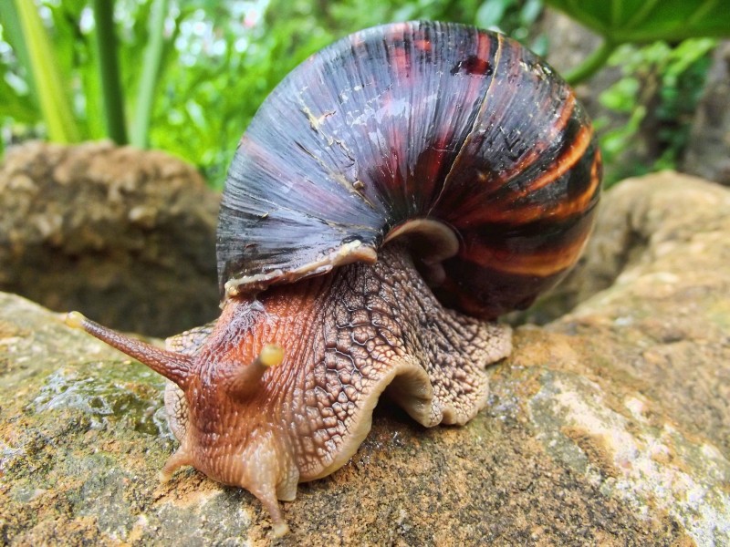 软体动物蜗牛图片-好看两个触角的软体动物蜗牛