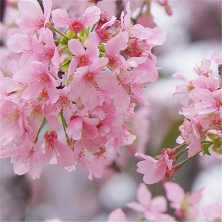 春天好看的樱花图片大全 关于樱花的唯美图片